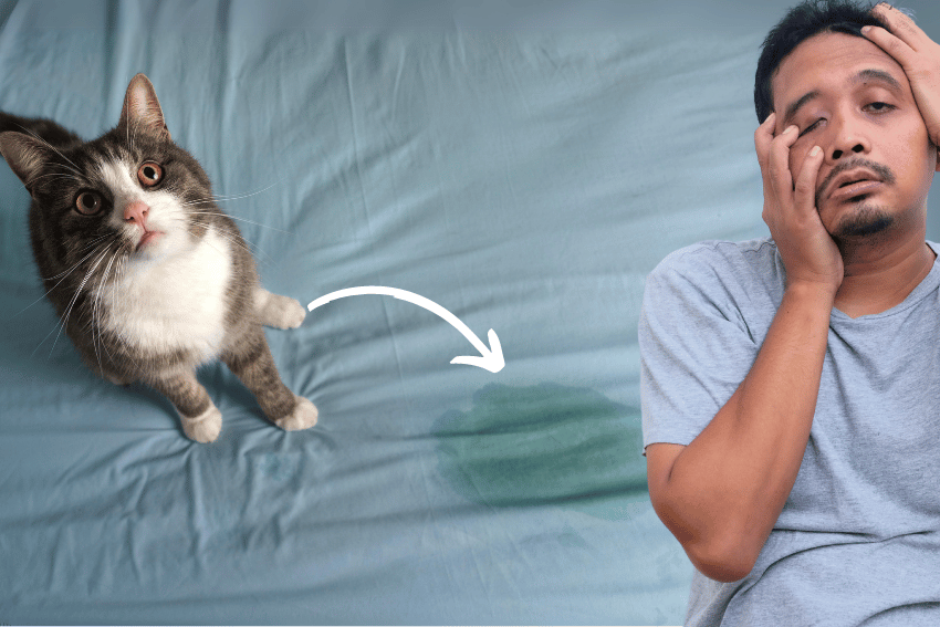 Top 10 Problems Cat Owners Face and How to Solve Them