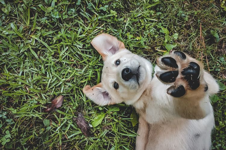 A puppy laying on the ground holding up his paw