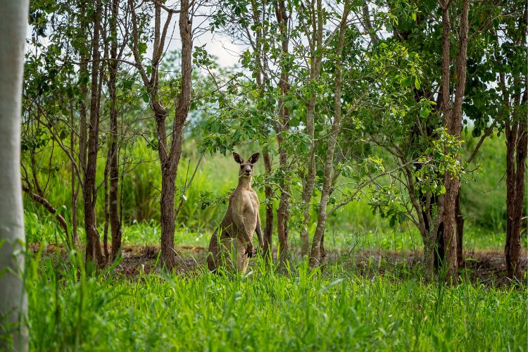 NSW Wildlife - Kangaroo