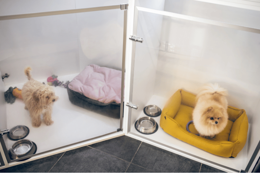 Two small dogs in separate glass-enclosed kennels. The dog on the left, a beige shaggy pup, stands next to a black and pink bed and some toys. The fluffy Pomeranian on the right lounges on a yellow bed with stainless steel bowls nearby, enjoying our premium pet boarding services.