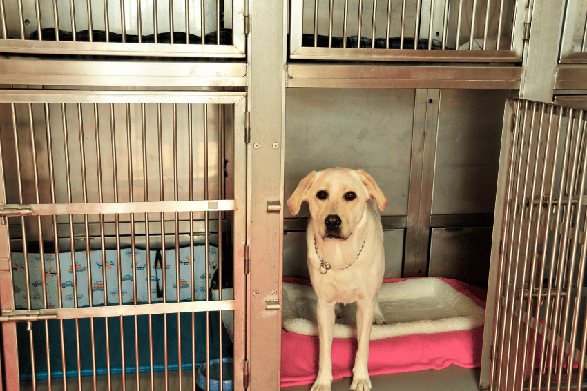 A yellow Labrador rests in an open kennel with a pink and white bed. The kennel, part of a larger set often used for pet boarding services, features stainless steel bars. Some kennels are visible and appear to be empty or only occupied with bedding.