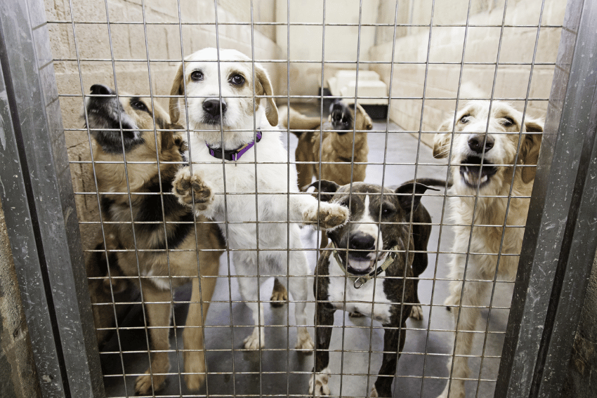 Five dogs stand behind a metal cage fence in what appears to be an animal shelter, likely offering pet boarding services. The dogs vary in size, breed, and color, with expressions ranging from curious to happy. The background shows a concrete floor and walls.