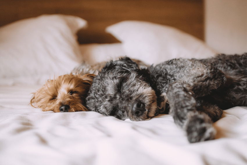 Two small dogs, one with curly gray fur and the other with straight light brown fur, peacefully sleeping side by side on a bed with white pillows in the background. The scene conveys a sense of calm and coziness, reminiscent of quality pet boarding services where comfort is a priority.