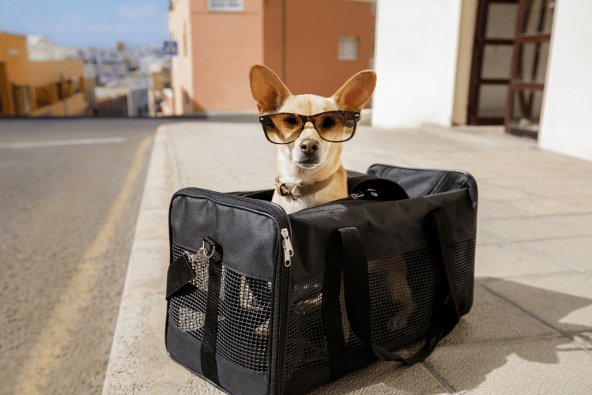 Understanding Pet Boarding: Costs, Services, and Tax Implications