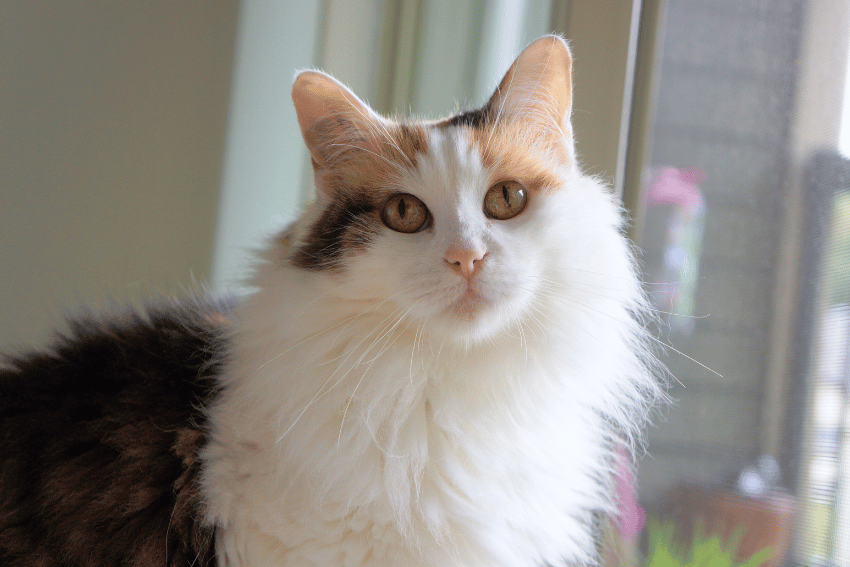 Is the Calico Cat the Right Cat for You?