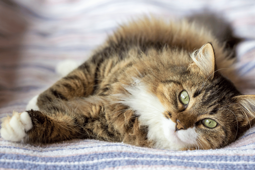 Is the Norwegian Forest Cat the Right Breed for You?