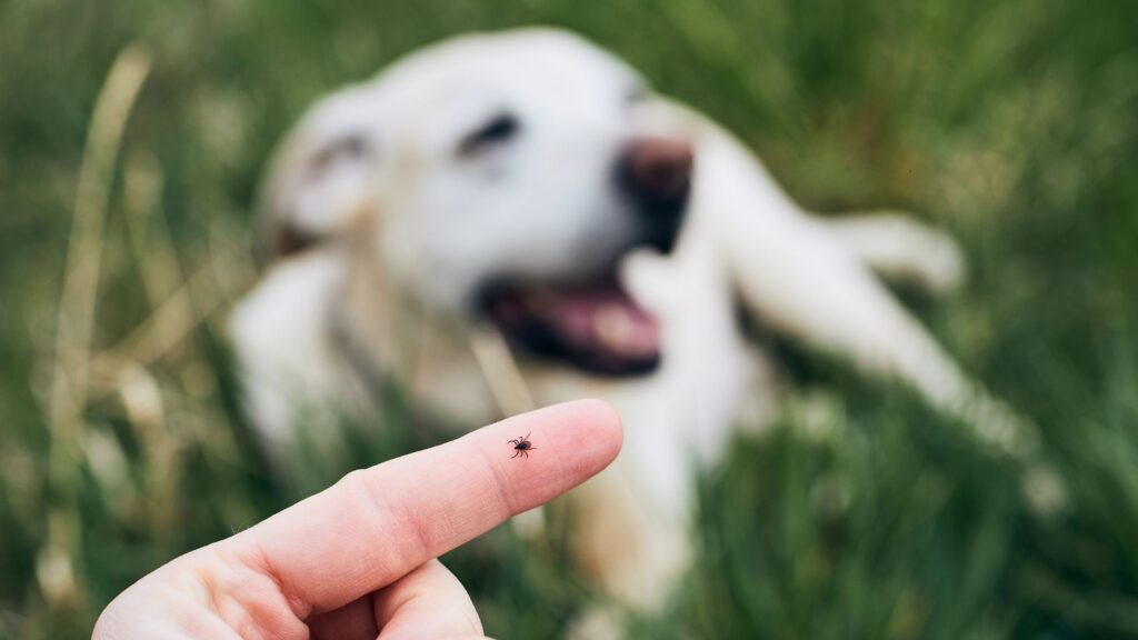 How to Remove a Tick from Your Dog