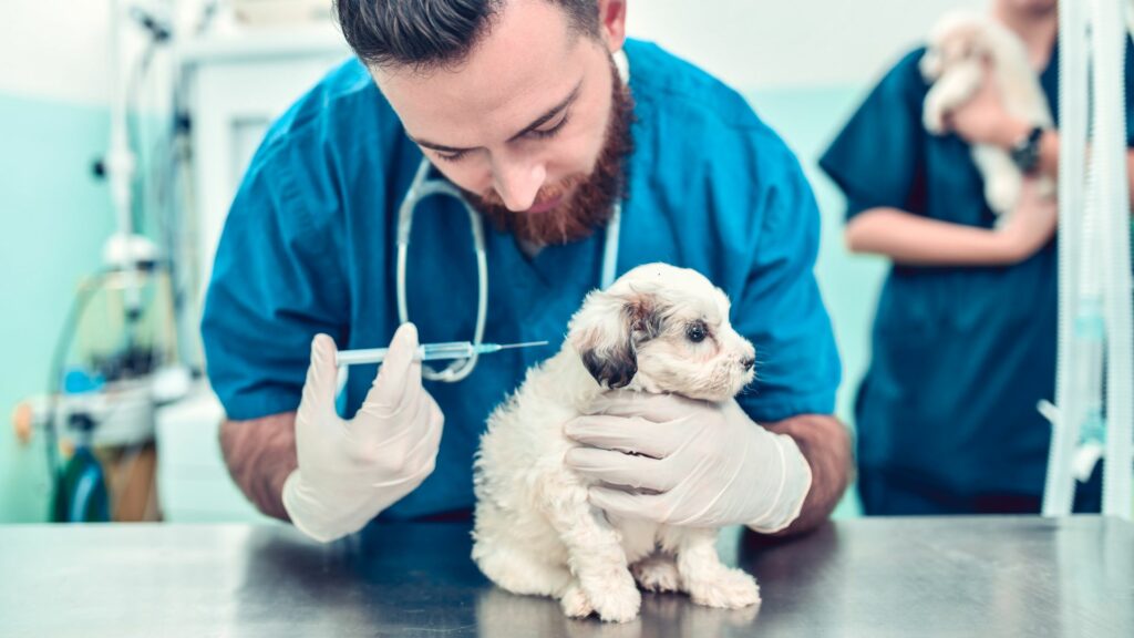 vaccinating puppy