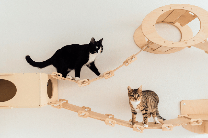 7 Cat Enrichment Ideas to Prevent Furniture Being Destroyed