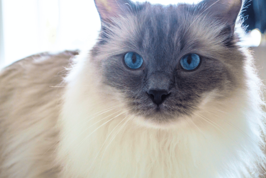 Is the Ragdoll Cat the Right Breed for You?