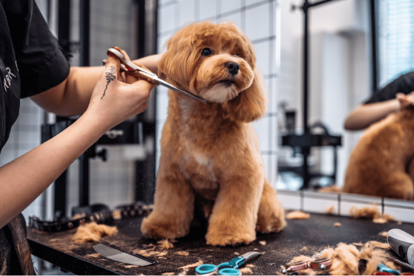 Caring for Your Cavoodle: Essential Tips