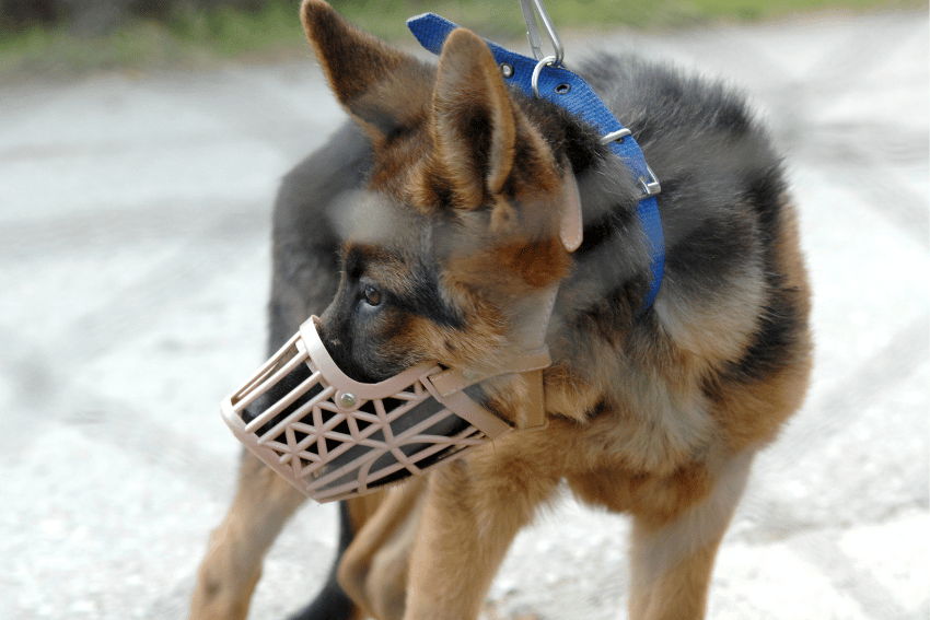 A German Shepherd dog wearing a blue collar and a tan-colored basket muzzle looks to the side, showcasing how to safely walk a Bull Arab dog. The background is blurred, and the dog is outdoors on a light-colored surface.