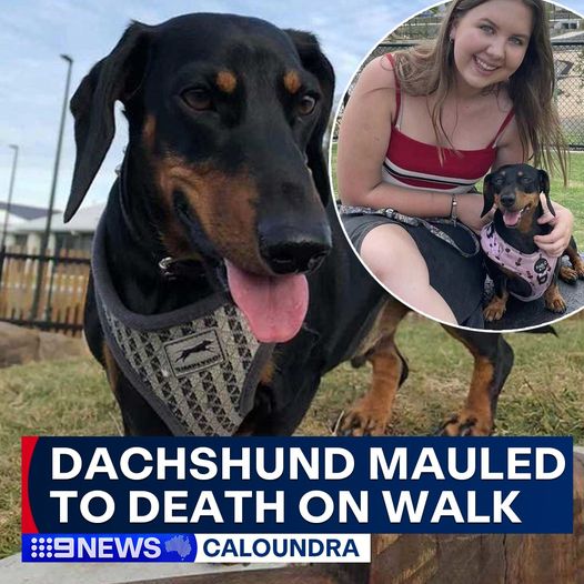 A black and tan dachshund wearing a harness is in the foreground. In the background, a circular inset shows a young woman on grass holding a puppy dachshund. The overlay text reads, "Dachshund mauled to death on walk," with "9 News Caloundra" below. Learn how to safely walk a bull arab dog.