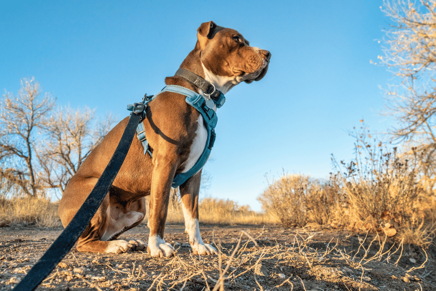 A brown and white dog wearing a blue harness sits attentively on a dry, grassy trail under a clear, blue sky. The dog is on a black leash, surrounded by leafless trees and shrubs, indicating a chilly or autumn setting—an excellent example of how to safely walk a Bull Arab dog.