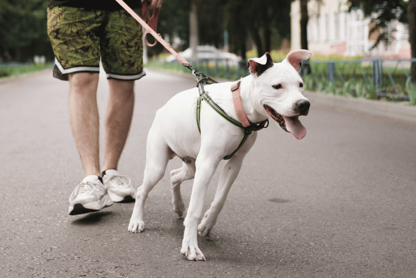 How to Safely Walk a Bull Arab Dog