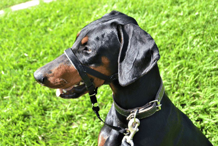 A Doberman Pinscher with a black and brown coat sits on a grassy lawn, fitted with a black head halter and collar. The dog is looking to the left, showing visible teeth and ears pulled back. The lush green grass contrasts beautifully with the dog's sleek appearance, similar to how to safely walk a bull arab dog.