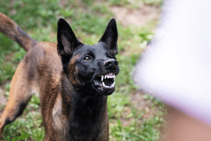 What to Do if your Dog Is Attacked by another Dog