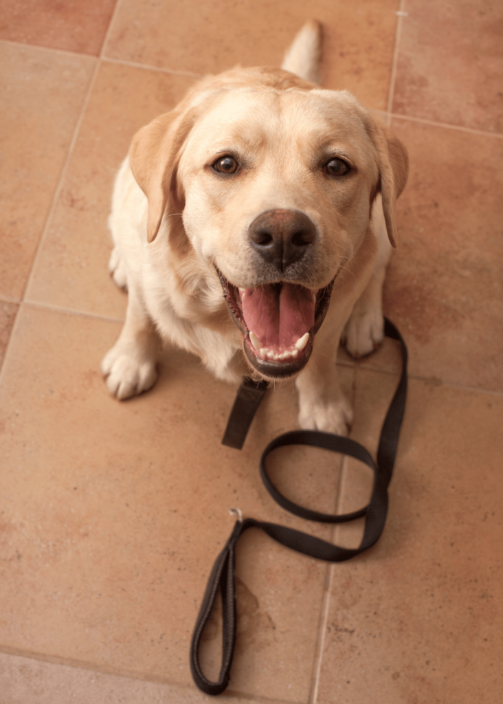 A happy Labrador Retriever sits on a tiled floor with an open mouth, showing excitement. The leash in front of it suggests readiness for a walk, highlighting the joy of animal companionship in daily life.